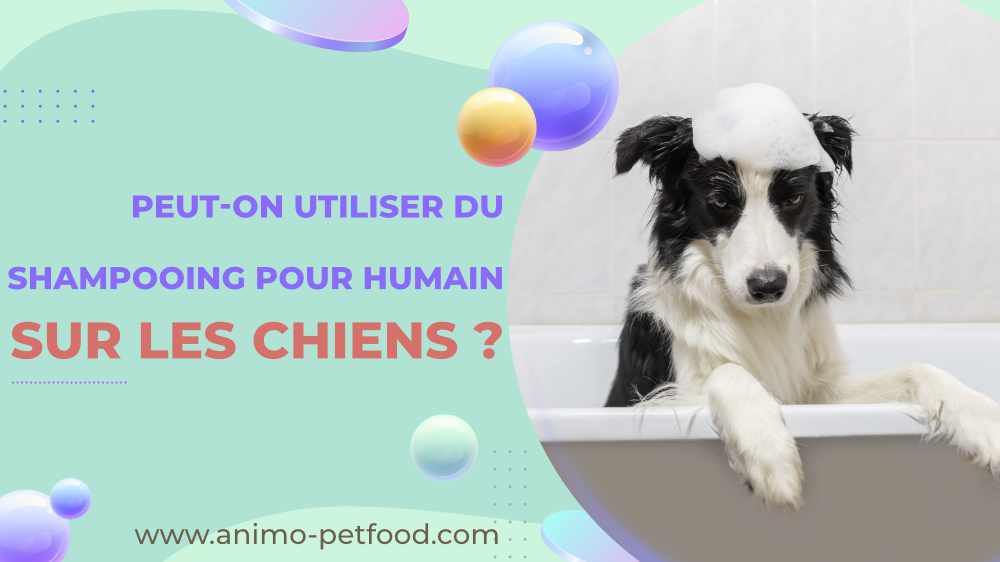 Peut-on utiliser du shampoing pour humain sur les chiens 